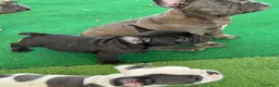 Bulldog Francese cani in vendita: Bulldog francese  - Annuncio 14