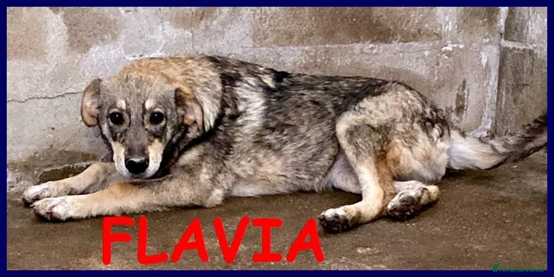 Meticcio cani in regalo: FLAVIA una bella timidina - Annuncio 1