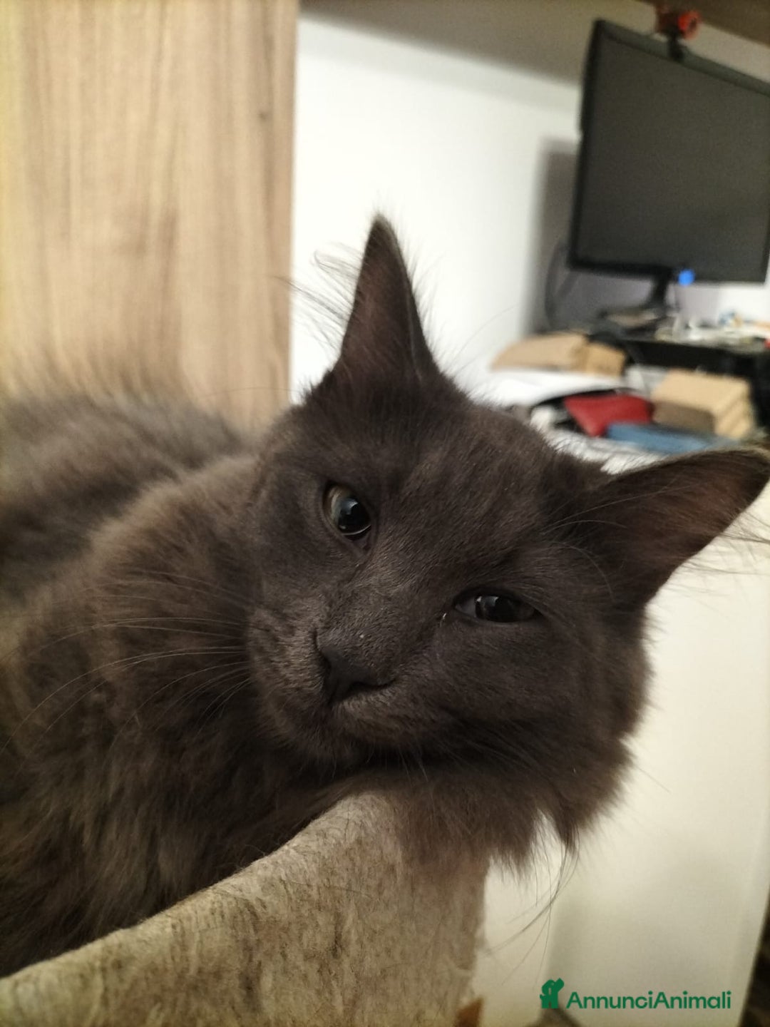 Siberiano gatti in vendita: Cuccioli gatto siberiano ipoallergenici  - Annuncio 9