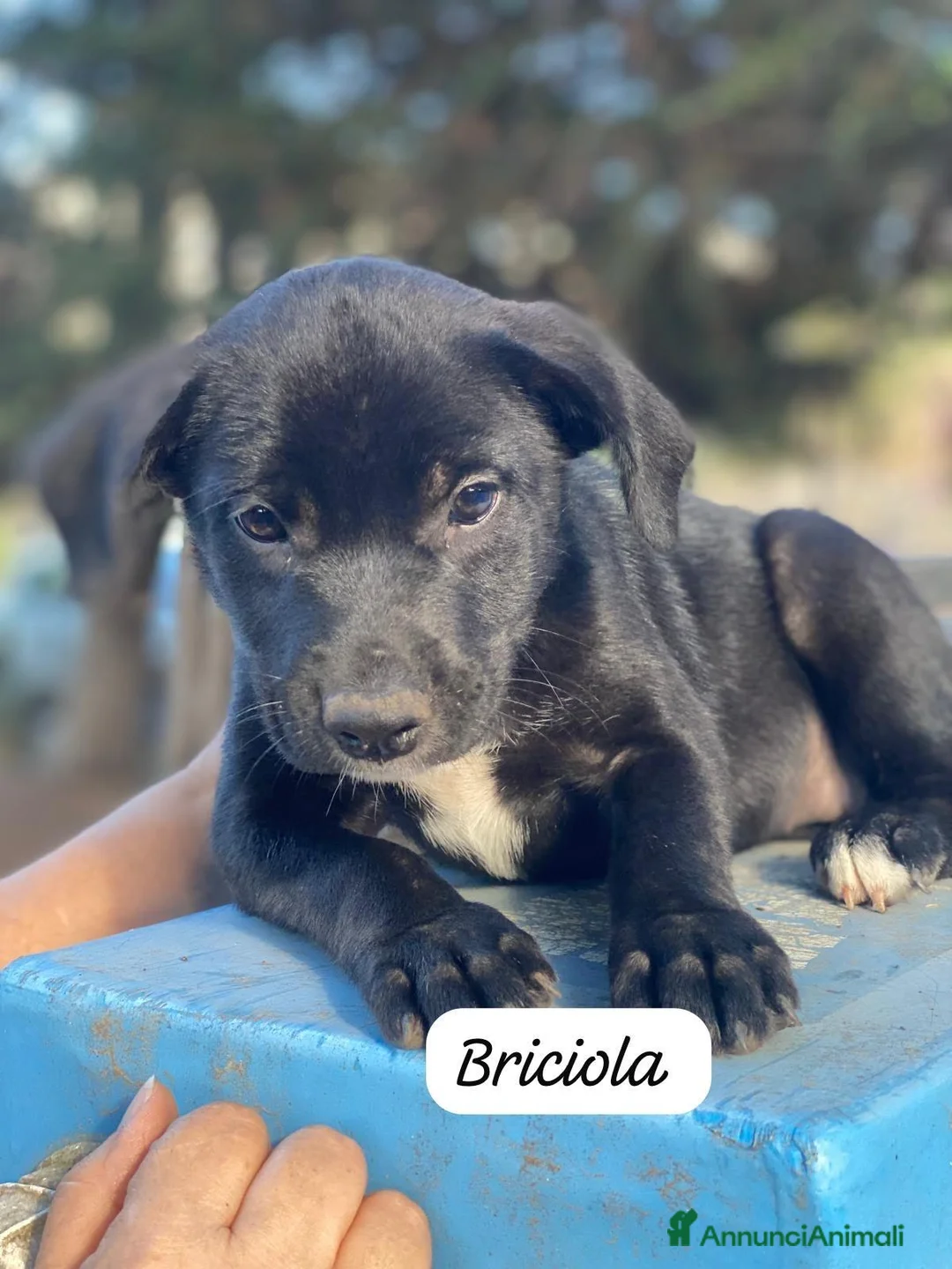 Meticcio cani in regalo: 3cuccioli 3mesi tg media contenutaPALERMO SOS CASA - Annuncio 2