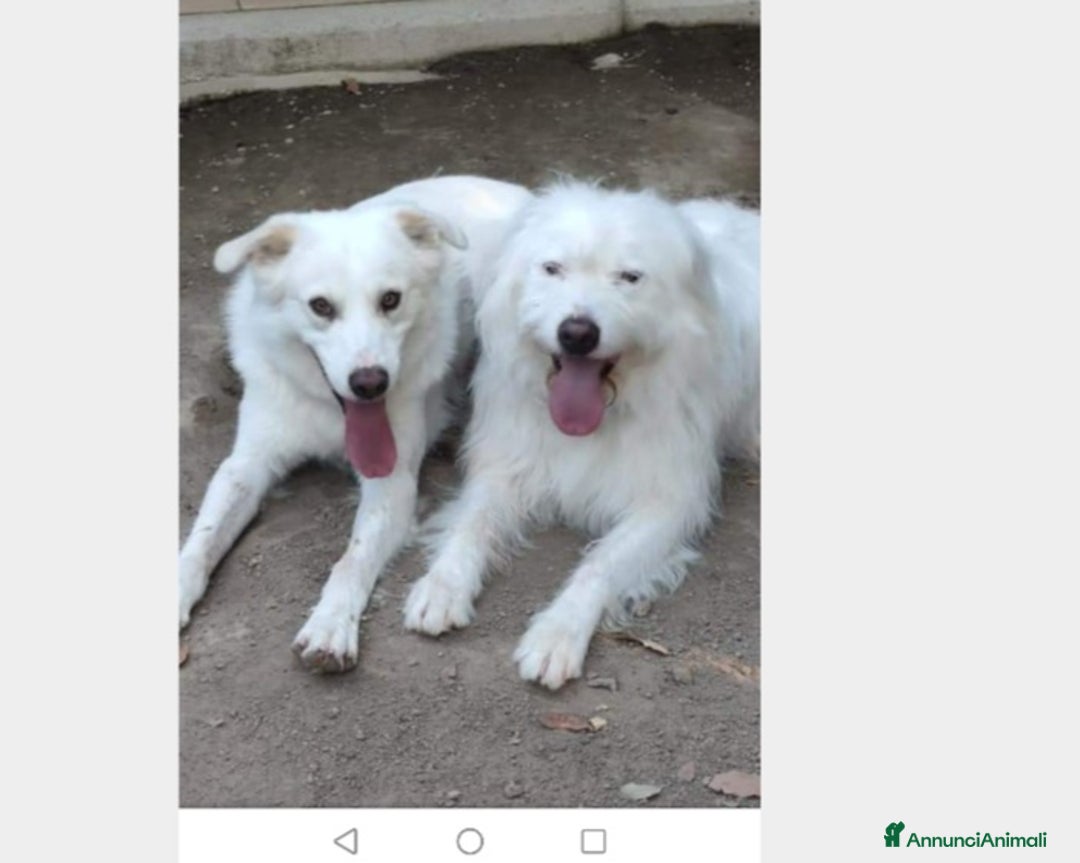 Meticcio cani in regalo: Adry  cerca famiglia  a Roma - Annuncio 2