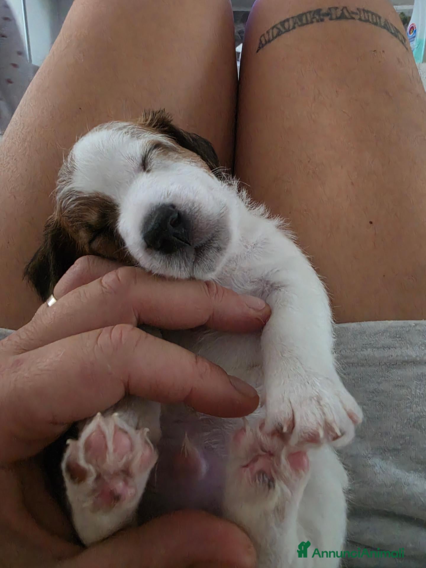 Jack Russell cani 🐾 JACK RUSSELL TERRIER – PELO RUDIVO/BROKEN –  🐾 - Annuncio 4
