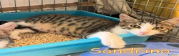 Europeo gatti in regalo: LORELLA E SANDRINO - Annuncio 3