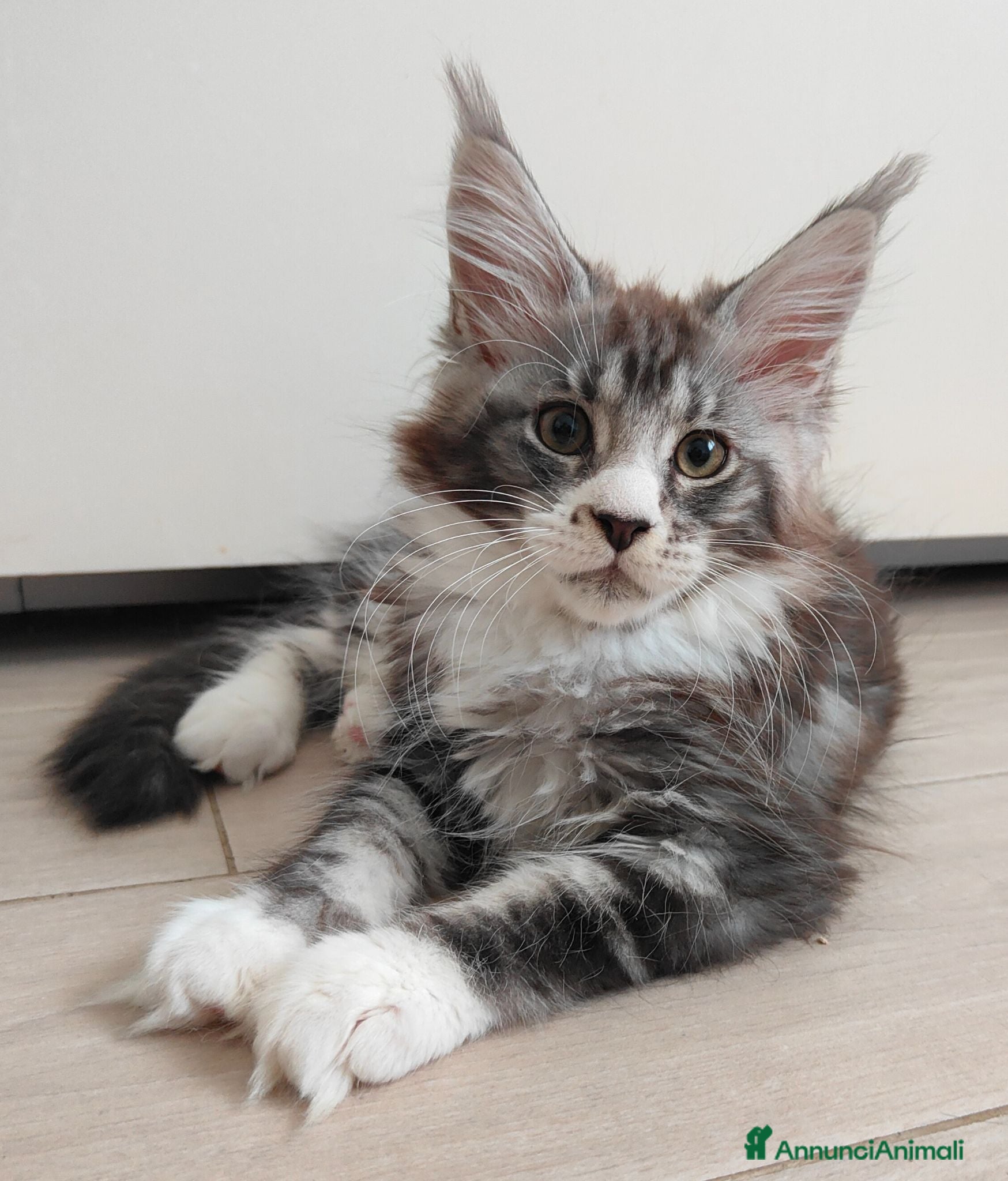 Maine Coon gatti Ultime cucciole disponibili  - Annuncio 1