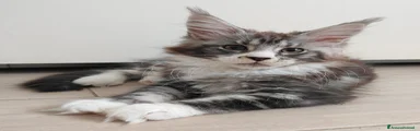 PEPITA