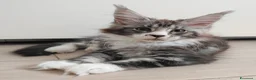 Maine Coon gatti in vendita: Ultime cucciole disponibili  - Annuncio 1