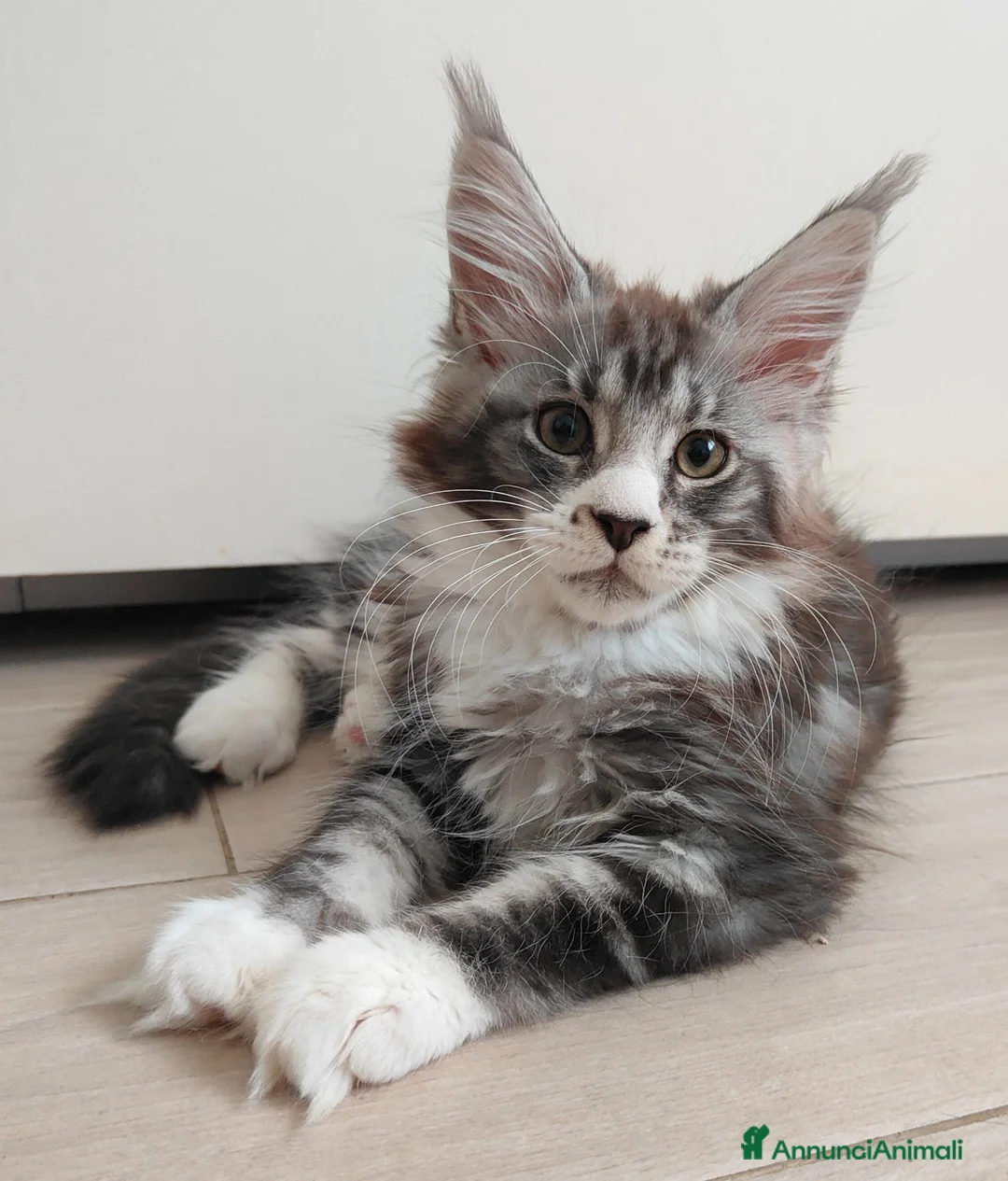 Maine Coon gatti in vendita: Ultime cucciole disponibili  - Annuncio 1