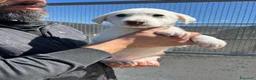 Meticcio cani in regalo: LANA, LUNA, LENA E LILLO - Annuncio 4