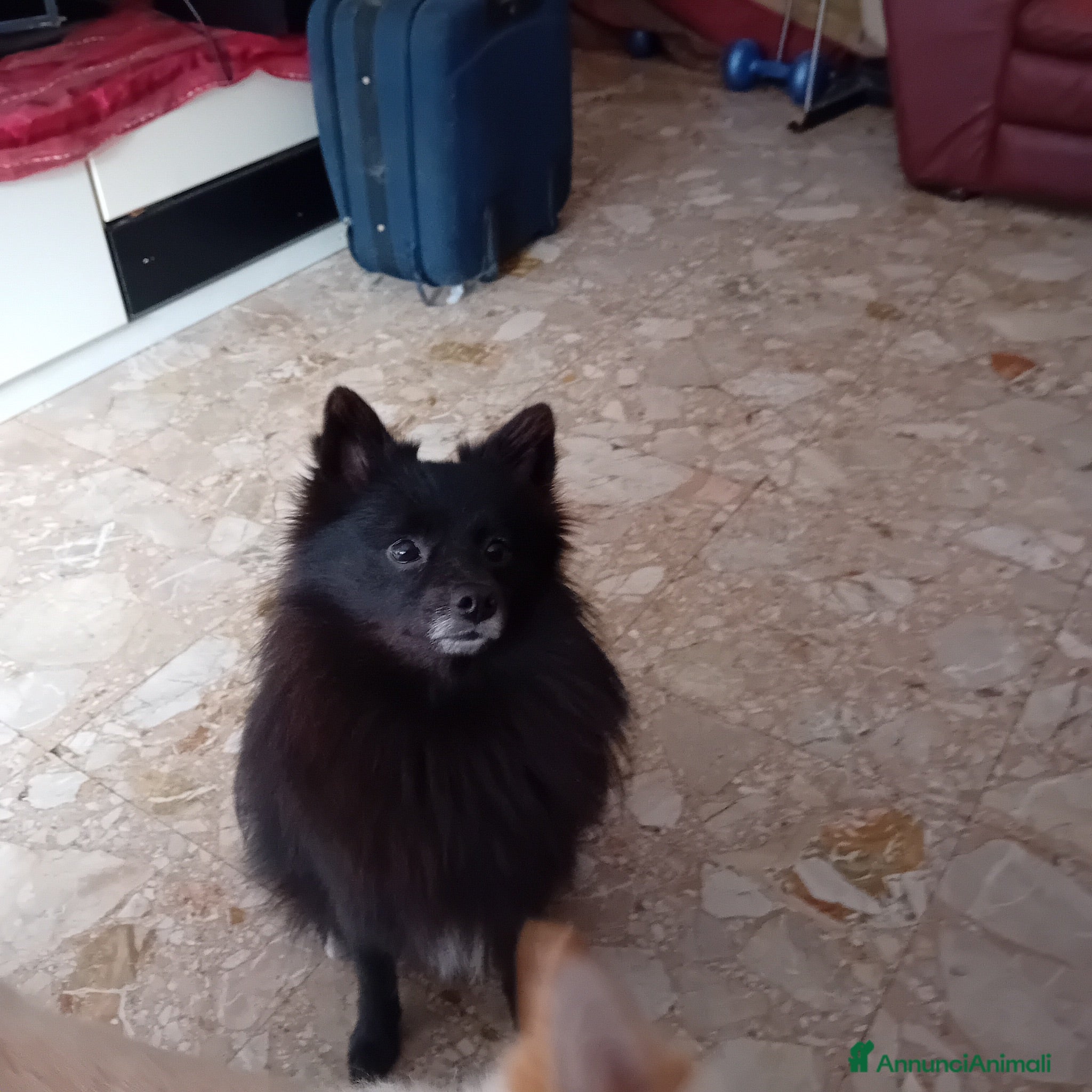 Volpino Italiano cani Volpina  - Annuncio 1
