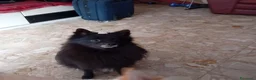 Volpino Italiano cani in vendita: Volpina  - Annuncio 1
