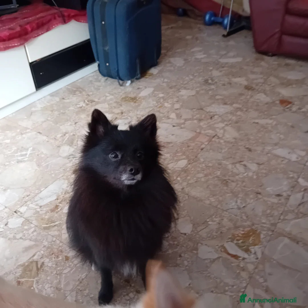 Volpino Italiano cani in vendita: Volpina  - Annuncio 1
