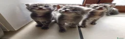 Certosino gatti in vendita: Gattini Svezzati e abituati alla lettiera  - Annuncio 17