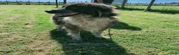 Pastore del Caucaso cani in regalo: Maestosa Alda - Annuncio 7