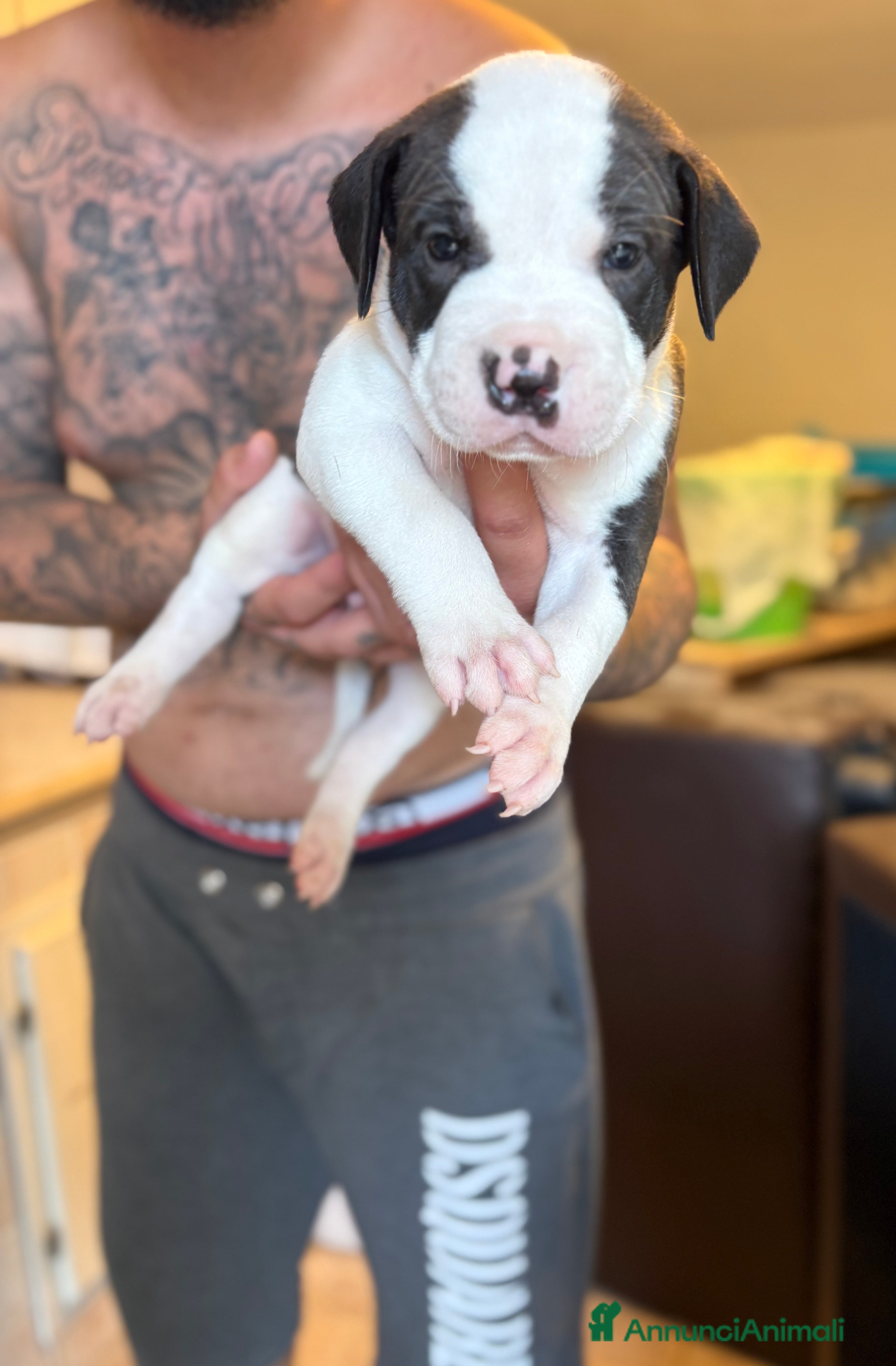 Pitbull cani Pitbull UKC Black Nose e Red Nose - Annuncio 5