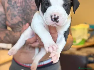 Pitbull cani Pitbull UKC Black Nose e Red Nose - Annuncio 5