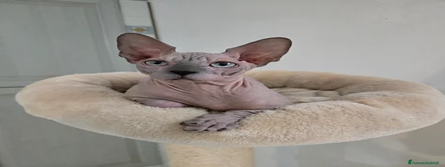 Jinbe Gymni Gata PL