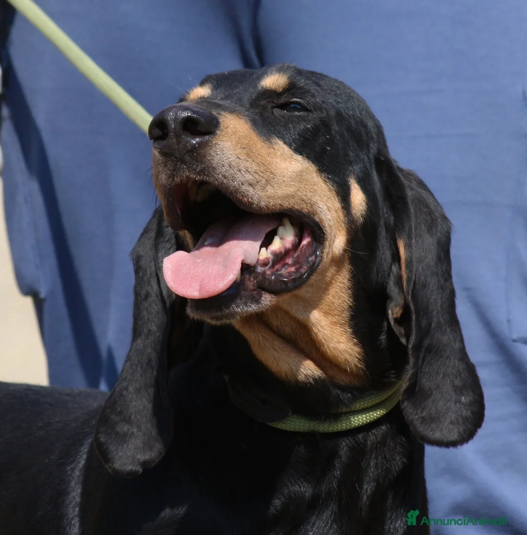 Meticcio cani in regalo: Bea dolcissima segugetta 5 anni in adozione  - Annuncio 2