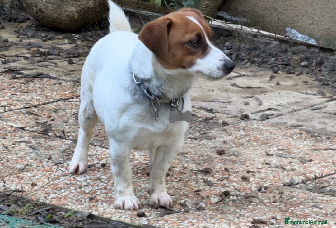 Jack Russell cani in vendita: Cucciola Jack Russell  pelo liscio con pedigree - Annuncio 4
