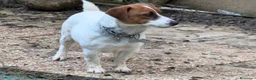 Jack Russell cani in vendita: Cucciola Jack Russell  pelo liscio con pedigree - Annuncio 4