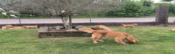 Golden Retriever cani in vendita: Golden retriever 90%linea americana pedigree ENCI  - Annuncio 2