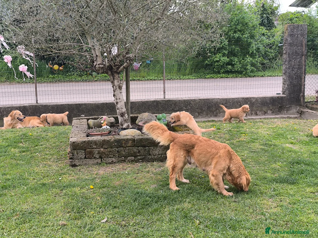 Golden Retriever cani in vendita: Golden retriever 90%linea americana pedigree ENCI  - Annuncio 2