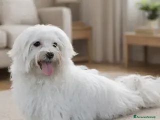 Maltese cani maltese - Annuncio 2