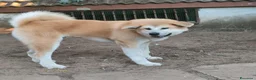 Akita Inu cani in vendita: Akita cuccioli  - Annuncio 3