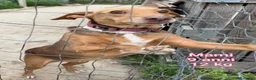 Meticcio cani in regalo: CANI DI TAGLIA PICCOLE E MEDIOPICCOLA a Provincia di Pistoia - Annuncio 6