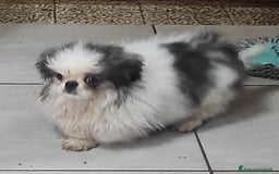 Pechinese cani in vendita: Pechinese  a Provincia di Pavia - Immagine 3