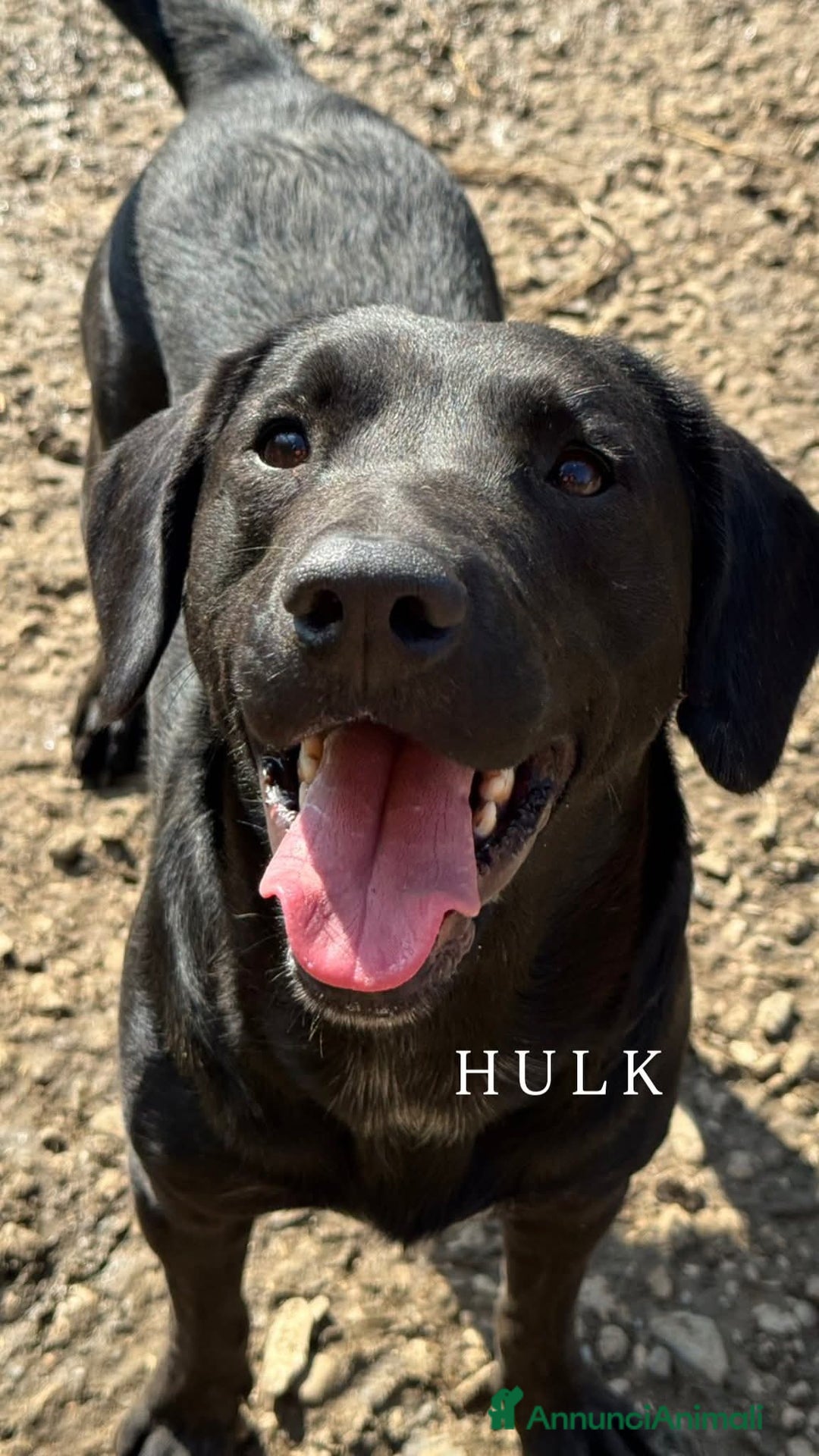 Meticcio cani in regalo: Cani TOTAL BLACK: i cani invisibili!  - Annuncio 14