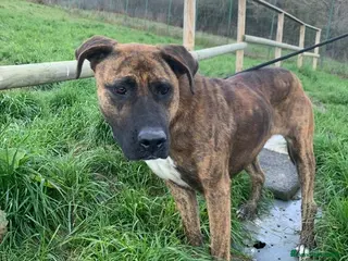 Meticcio cani MORGANA adulta superaffettuosa - Annuncio 3