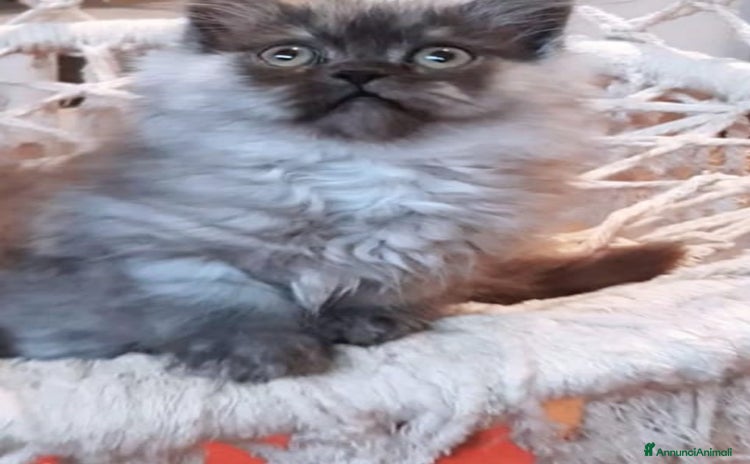 Persiano gatti - Annuncio 20