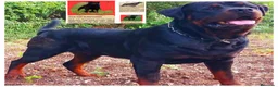 Rottweiler cani in vendita: Disponibili cuccioli Rottweiler  - Annuncio 9