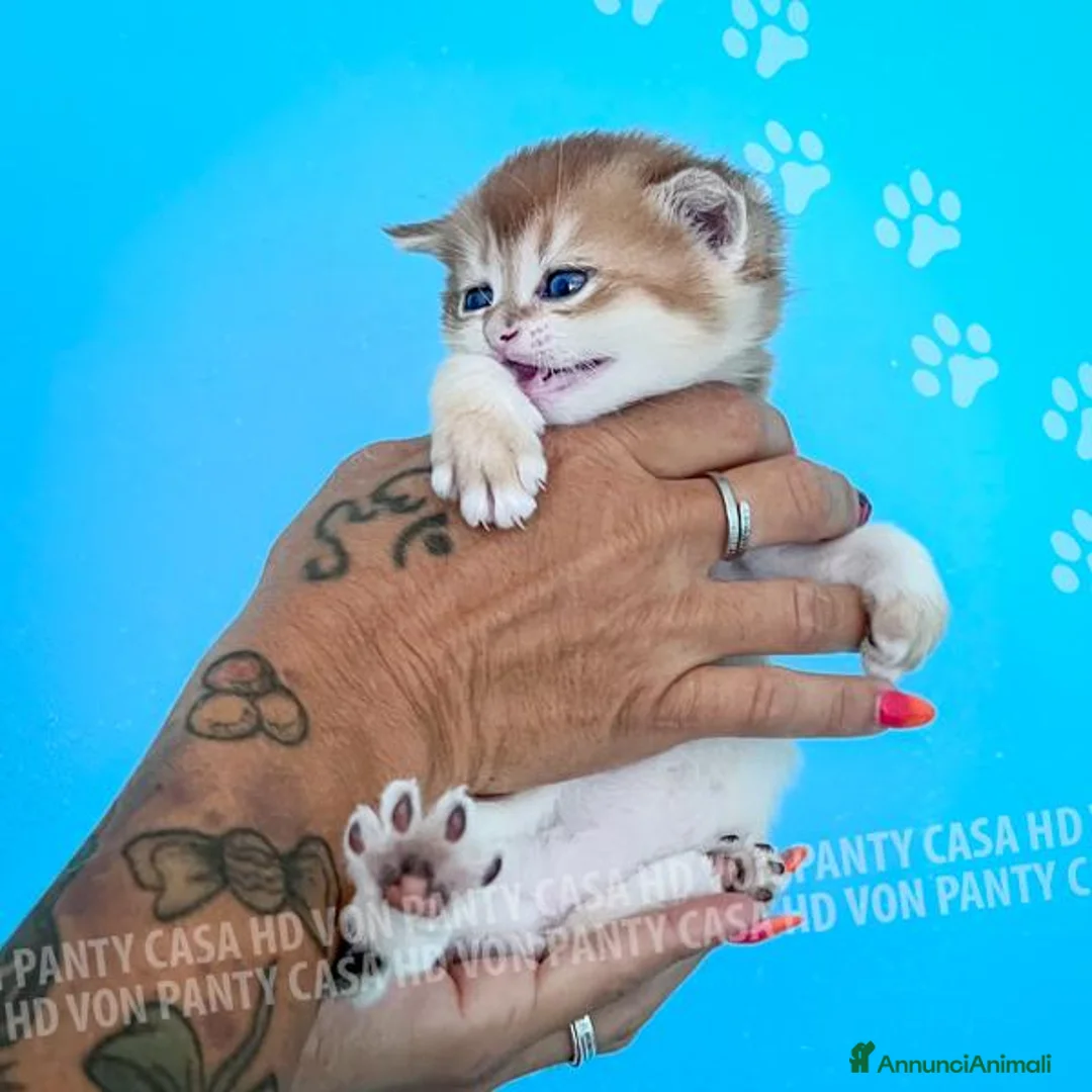 British gatti in vendita: Cuccioli British Shorthair con Pedigree - Annuncio 24