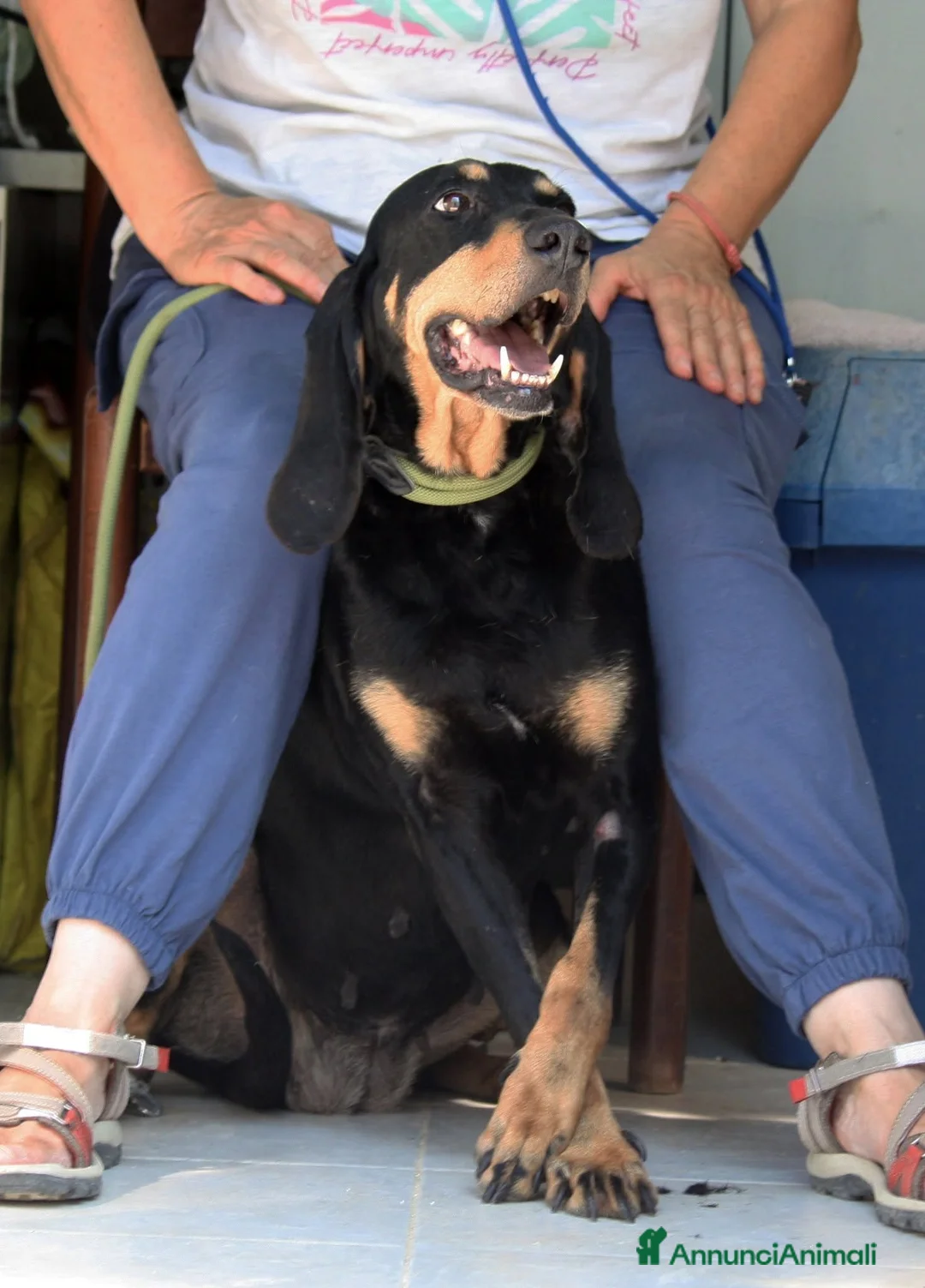 Meticcio cani in regalo: Bea dolcissima segugetta 5 anni in adozione  - Annuncio 8