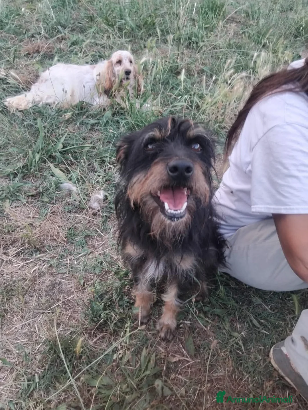 Meticcio cani in regalo: Black Jack a Provincia di Viterbo - Annuncio 2