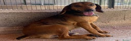Segugio cani in regalo: Puck segugetto 5 anni cerca casa - adozione - Annuncio 8