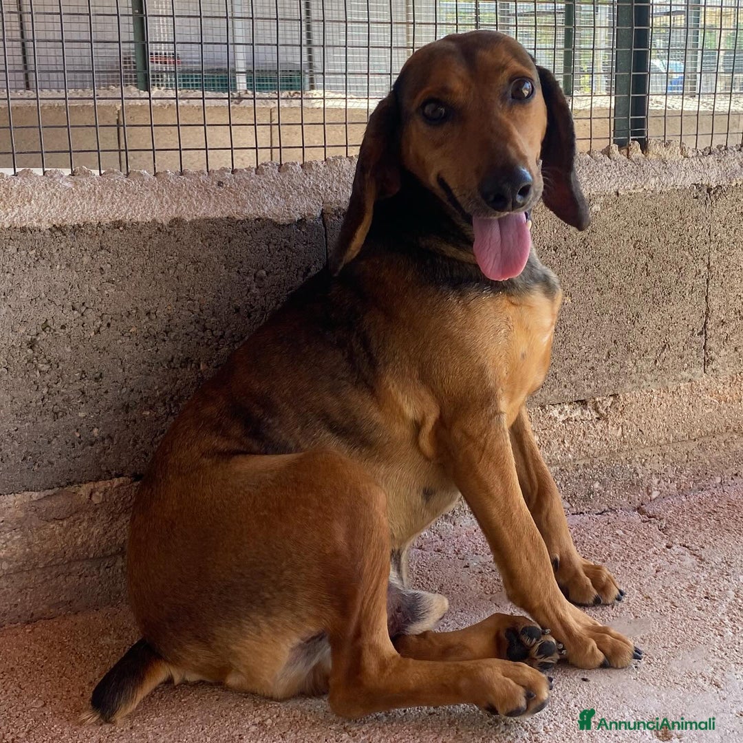 Segugio cani in regalo: Puck segugetto 5 anni cerca casa - adozione - Annuncio 8