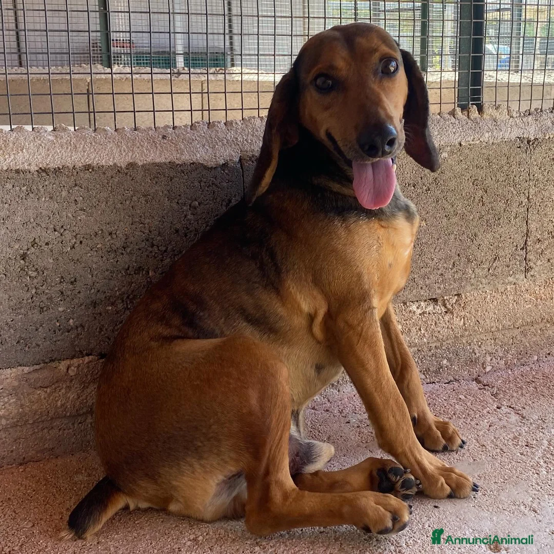 Segugio cani in regalo: Puck segugetto 5 anni cerca casa - adozione - Annuncio 8