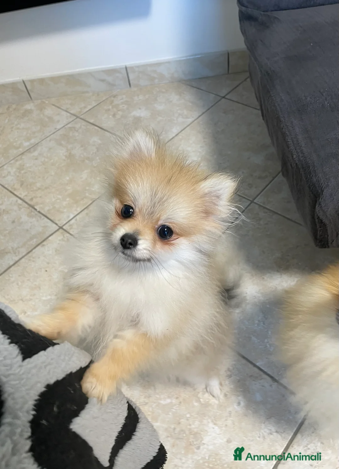 Spitz cani in vendita: Pomerania femmina miniatura - Annuncio 7