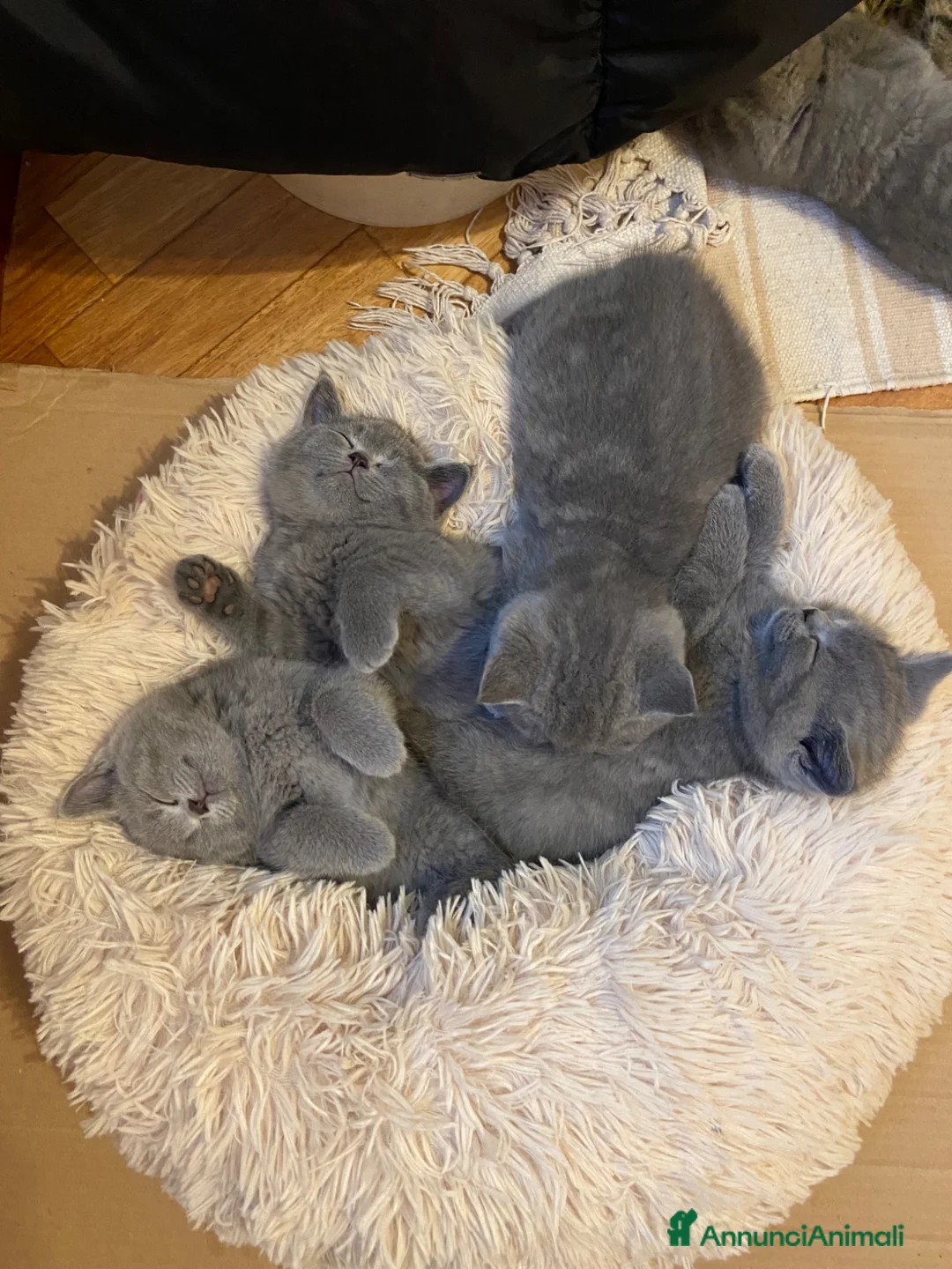 Scottish gatti in vendita: Cuccioli Scottish straight  - Annuncio 2