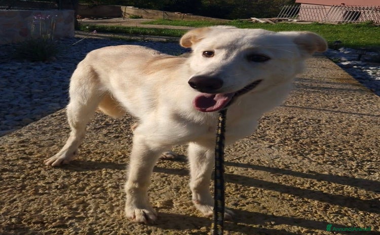 Meticcio cani - Annuncio 8