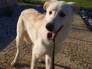 Meticcio cani Aisha 5 mesi tg media aspetta una famiglia - Annuncio 42