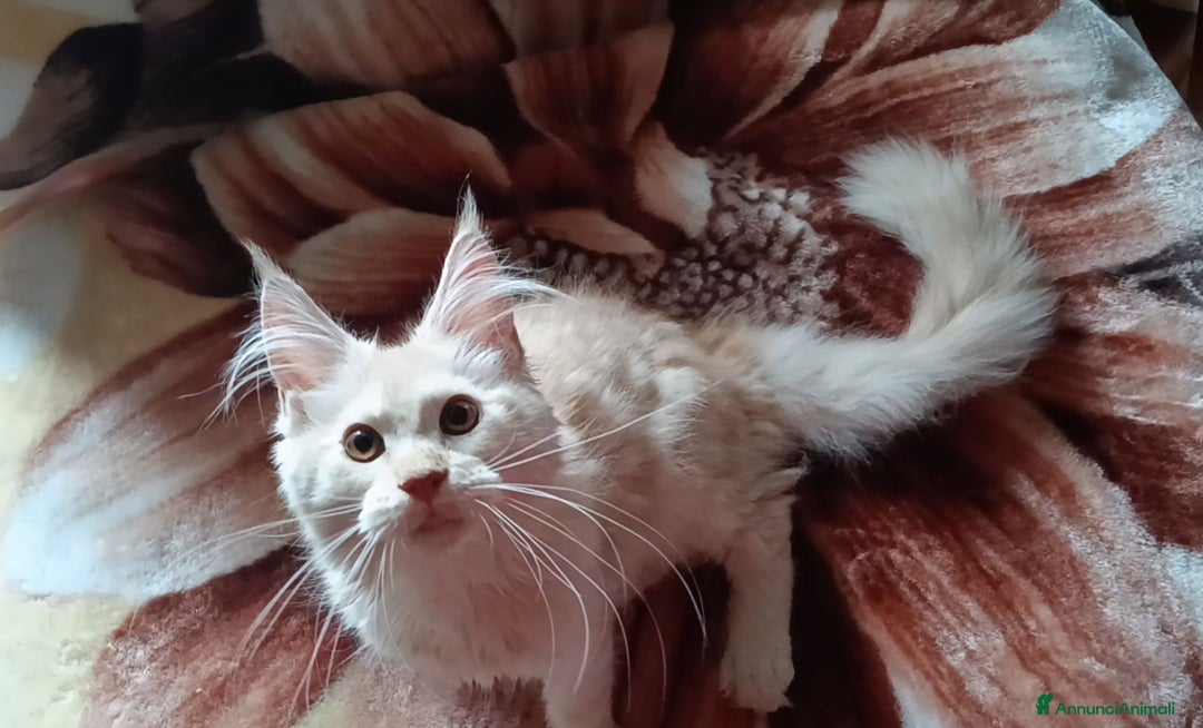 Maine Coon gatti in vendita: Cucciolo Maine coon  - Annuncio 8