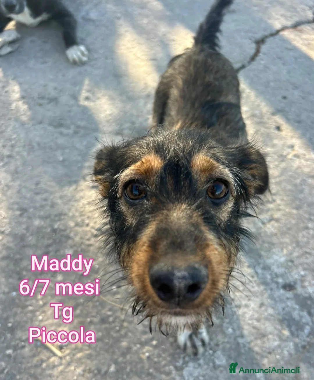 Meticcio cani in regalo: TANTI CUCCIOLI SOLI! a Provincia di Vicenza - Annuncio 2