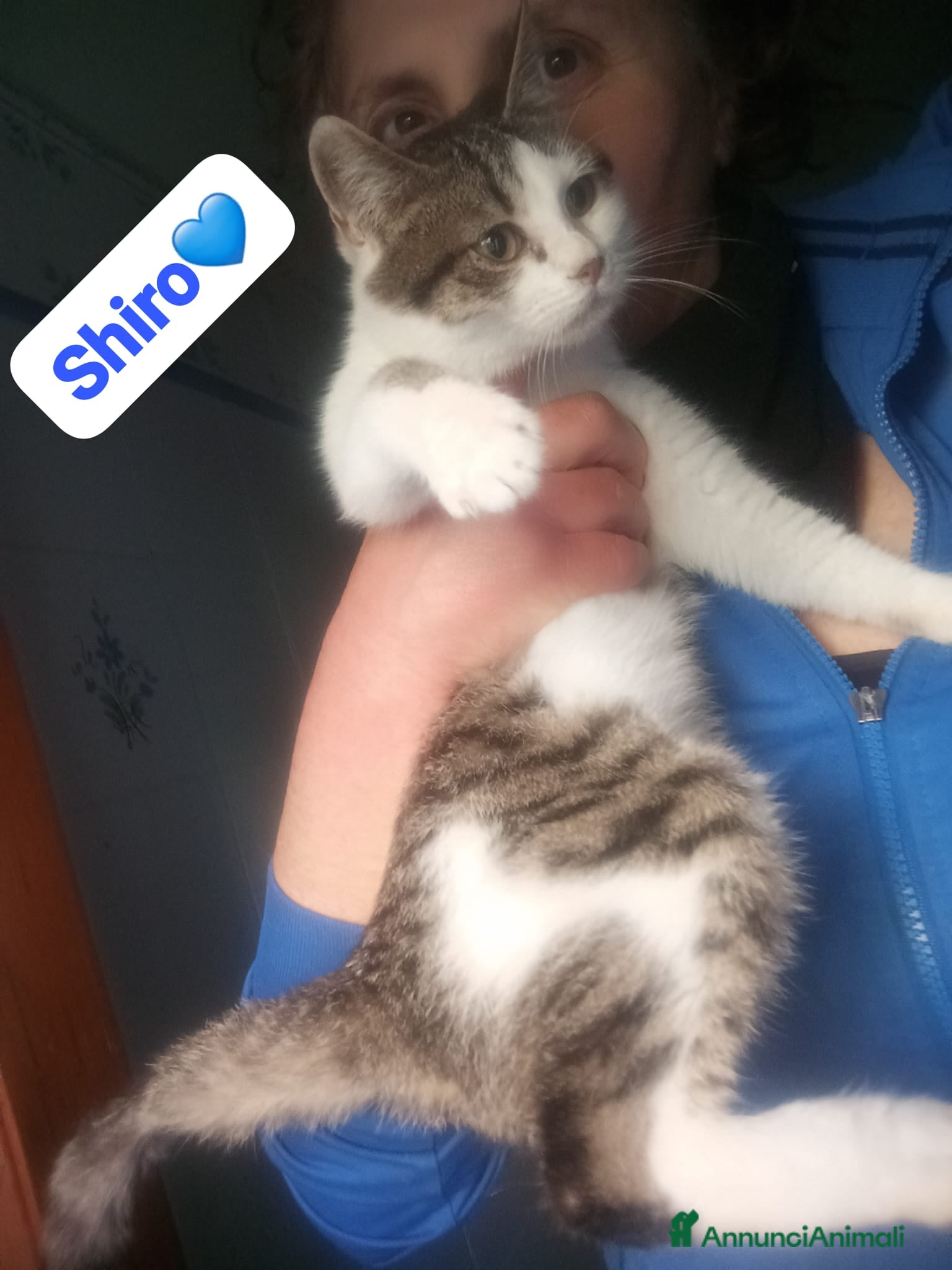 Meticcio gatti Gatto adulto,cerca una famiglia che lo ami - Annuncio 11