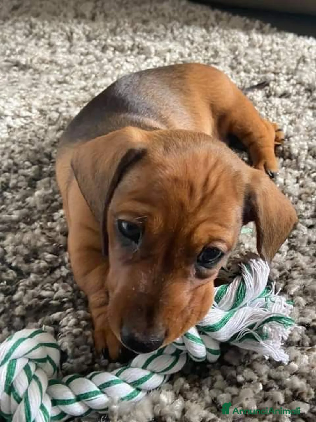 Bassotto cani in vendita: Cuccioli di bassotto - Annuncio 3