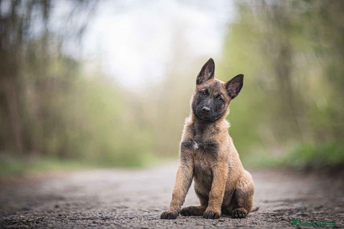 Pastore Belga cani Cuccioli Pastore Belga Malinois in Italia a Città Metropolitana di Bari - Annuncio 9