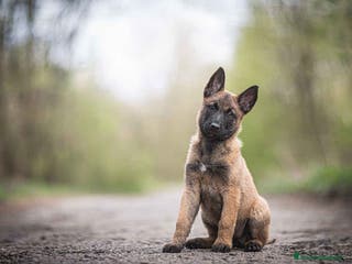 Pastore Belga cani Cuccioli Pastore Belga Malinois in Italia a Città Metropolitana di Bari - Annuncio 4