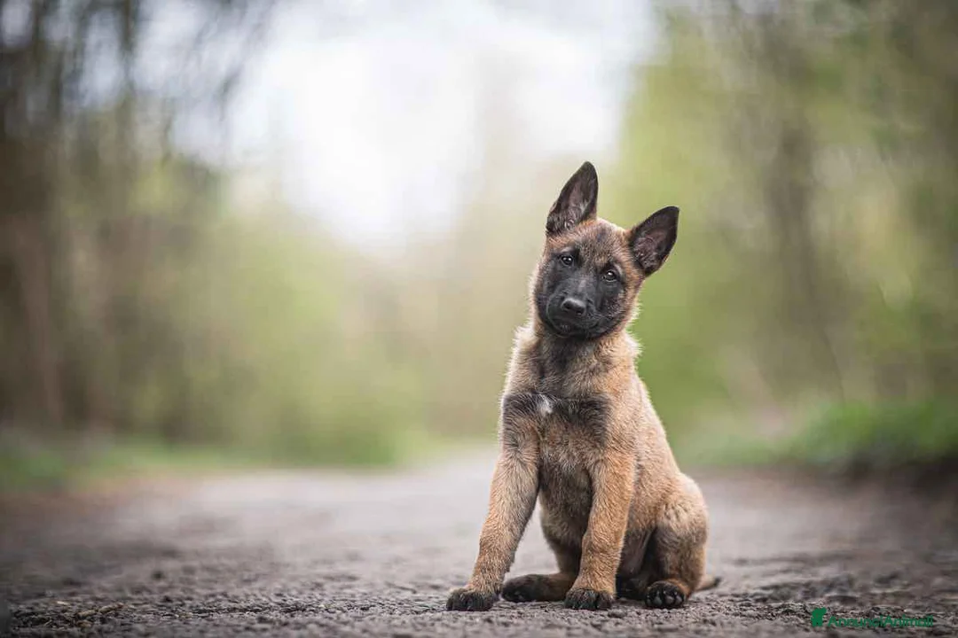 Pastore Belga cani in vendita: Cuccioli Pastore Belga Malinois in Italia a Città Metropolitana di Bari - Annuncio 1